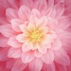 Dream Big Panel Rose