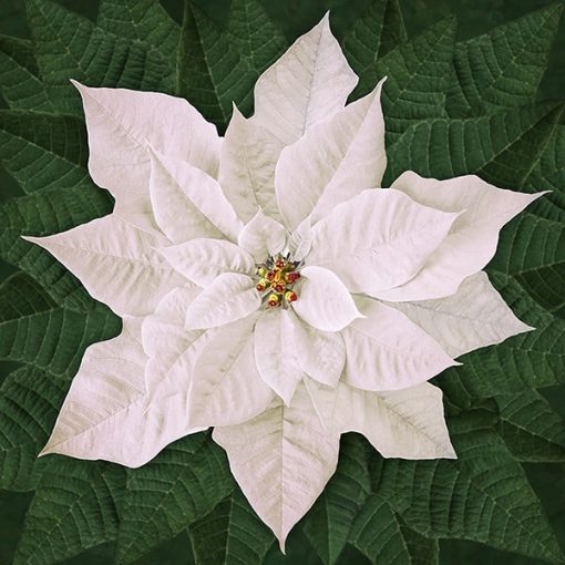 Dream big holiday poinsettia