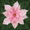 Dream Big holiday poinsettia