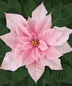 Dream Big holiday poinsettia