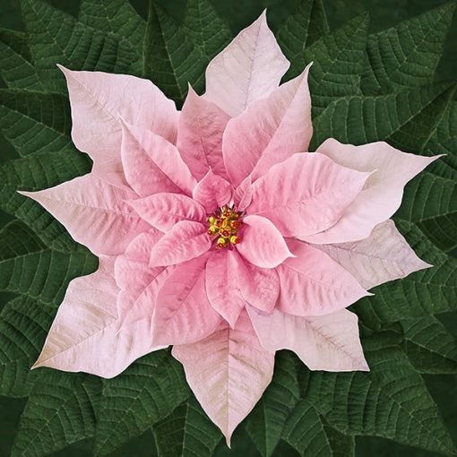Dream Big holiday poinsettia